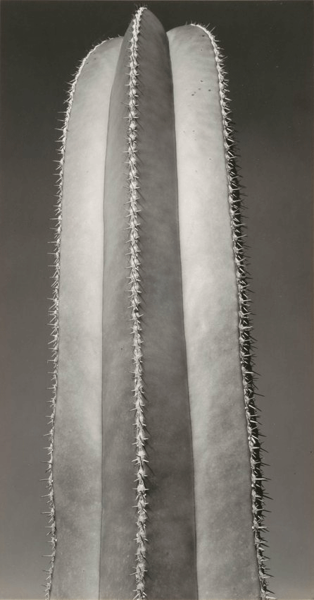 Photo of Brett Weston’s Untitled (Cactus), from 1931